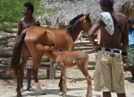 Quilombolas Conciencia Negra 302